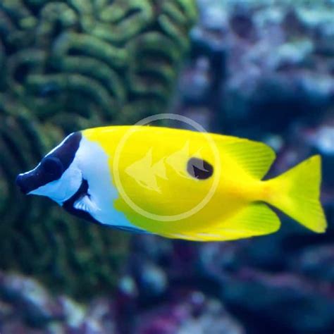 Rabbitfish One Spot Foxface Siganus Unimaculatus Aquatics Unlimited