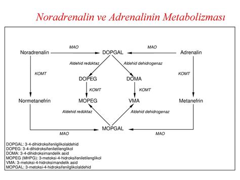 Otonom Sinir Sistemi Farmakolojisi Ppt Indir