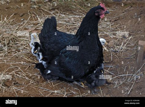 hen and chicks Stock Photo - Alamy