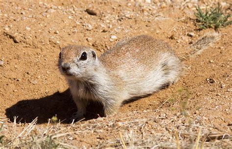 Round-tailed Ground Squirrel Spermophilus tereticaudus Photograph of ...