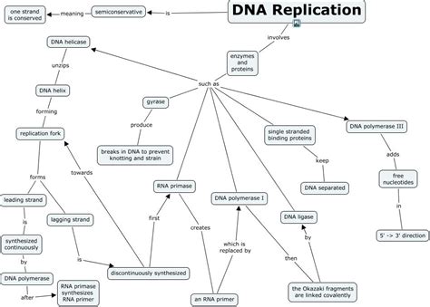 Dna Replication Concept Map Map Vectorcampus Map