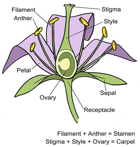 Flower structure diagram / RHS Campaign for School Gardening