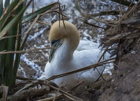 ArtStation - 369 photos of Gannet Bird Colony | Resources