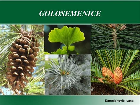 Golosemenice