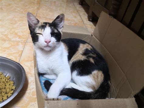 My baby is finally discovering boxes. BTW, I added the towel underneath