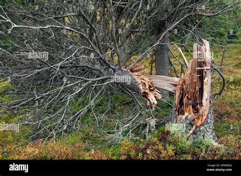 Broken pine tree trunk left to rot in old-growth forest / ancient ...