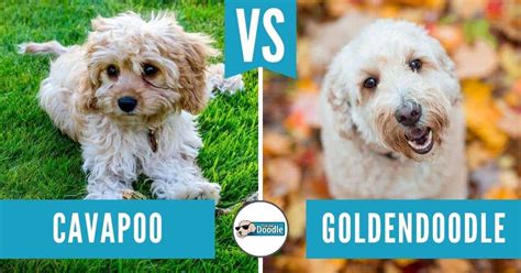 Whats The Difference Between A Cavapoo And A Cavoodle