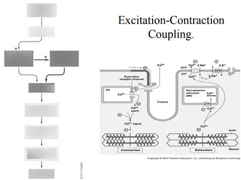 Med 310B Cardio Excitation-Contraction Coupling Diagram | Quizlet 