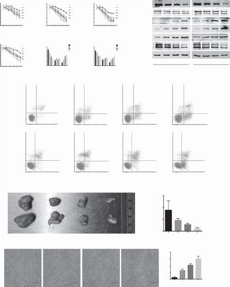 Genistein Inhibits Hcc Cell Growth In Vitro And In Vivo A B Cell