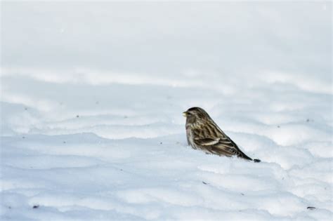 Premium Photo | Birds eat seeds in the garden in winter