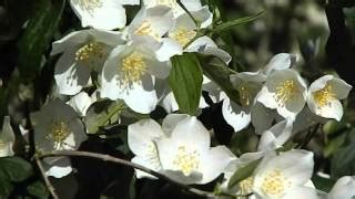 Чубушник Вирджинал - саженцы купить в Минске, доставка почтой по ...