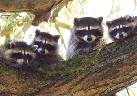Wildlifes Good Mothers Welcome Wildlife