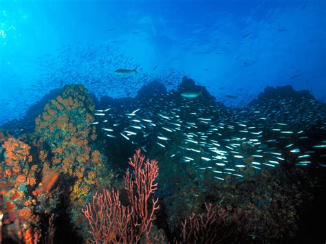 Los Roques Interactivos Formaciones Coralinas Del Archipi Lago