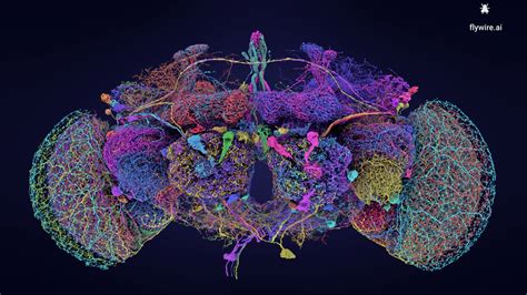 Groundbreaking Mind Map Reveals Fruit Fly Mind in Gorgeous Element ...