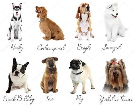 Razas De Perros Diferentes Razas De Perros Sus Origenes Sus Images