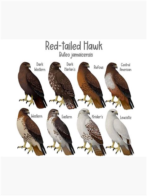 Red Tailed Hawk Morphs And Subspecies Art Print For Sale By