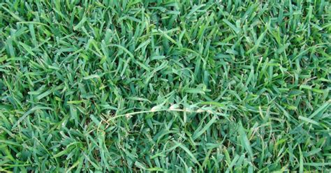 Bermuda Grass A Guide To Caring For And Growing Bermudagrass