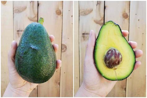 20 Awesome Avocado Varieties Type A And Type B Avocados Explained