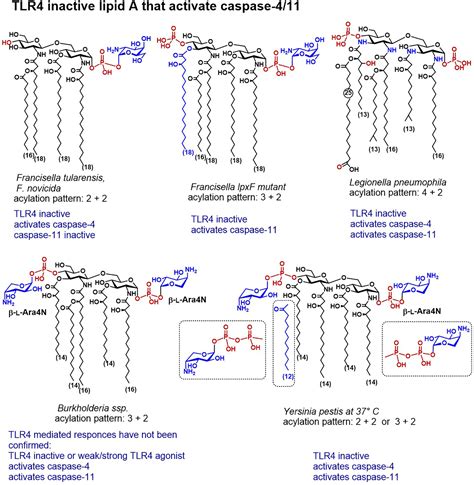 Frontiers Lipopolysaccharide Recognition In The Crossroads Of Tlr