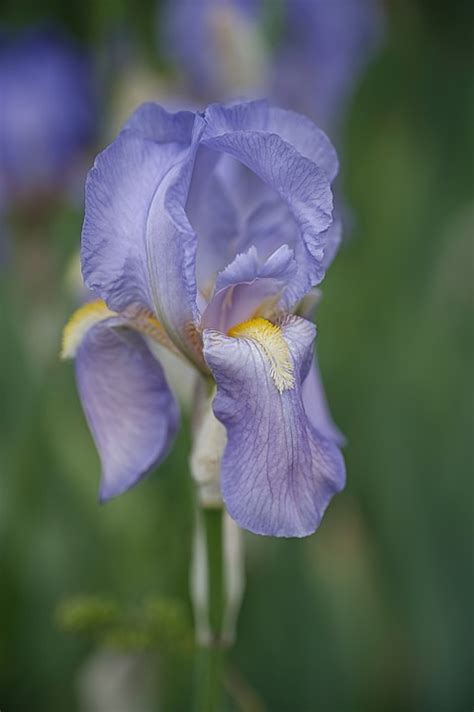 Lirio Espada Iris Flor Foto Gratis En Pixabay Pixabay