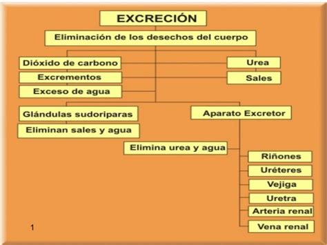 Cuadros Sin Pticos Sobre Excreci N Cuadro Comparativo