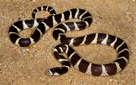 Black Snake With White Stripes Solving The Mystery Reptile Jam