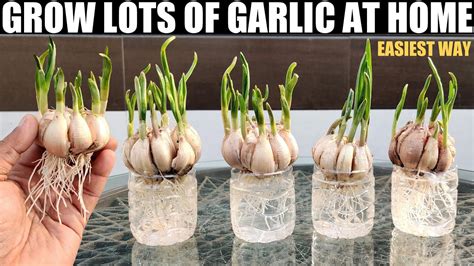 How To Grow Garlic In Water QUICK N EASY WAY FULL GUIDE YouTube