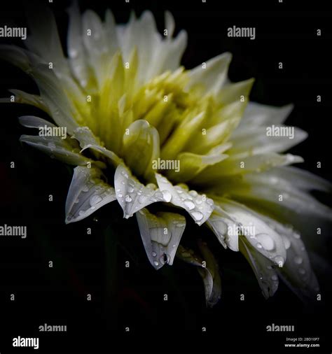 Rain drops flower hi-res stock photography and images - Alamy