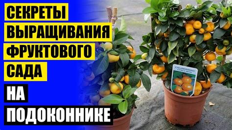 Купить карликовые плодовые деревья в ставрополе 🎯 - YouTube