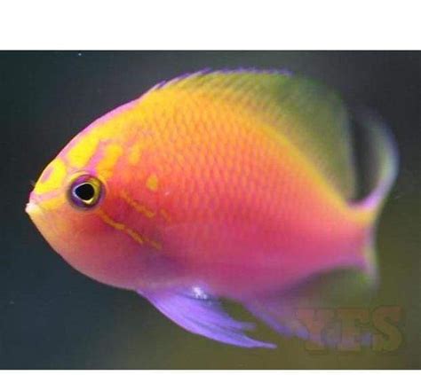 X4 Fathead Sunburst Anthias Smlmed Fish Saltwater Only 23354