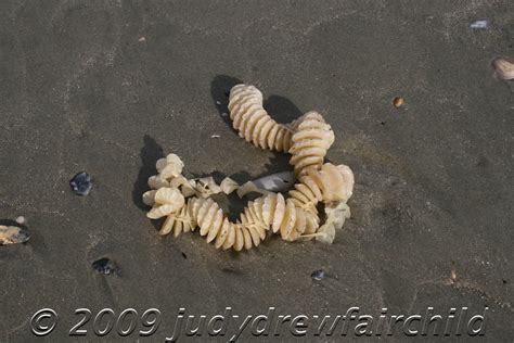 Whelk Egg Cases On The Beach Dewees Island Charleston Sc