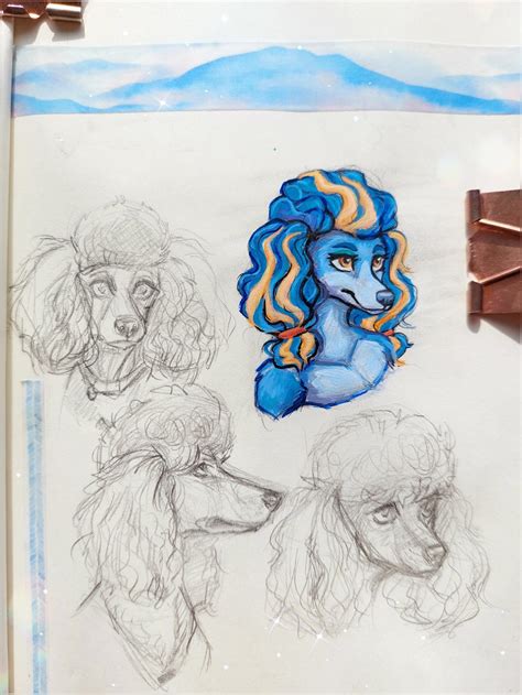 Poodle sketches. comm open by StarCanary49 on DeviantArt