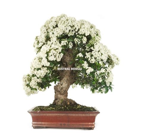 Pyracantha Sp Bonsai Years Firethorn Mistral Bonsai