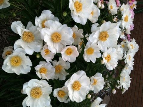 Gorgeous white peonies - FIBERGUY