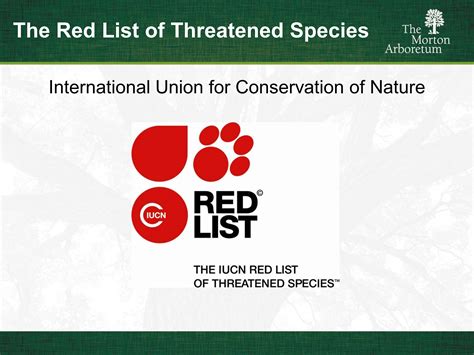 Using The Iucn Red List To Assess The Global Status Of Oaks