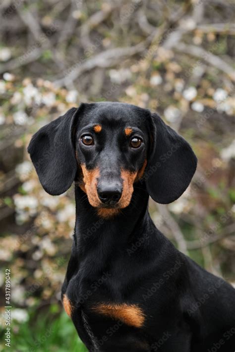 Black And Tan Dachshunds