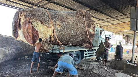 Kayu Trembesi Dari Pulau Mandalika Ter Angker Sejawa Digergaji Bahan