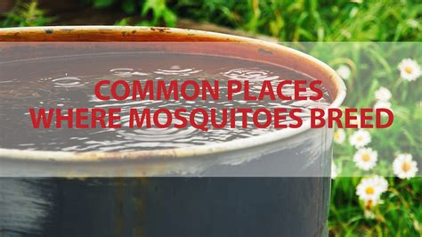 Common Places Where Mosquitoes Breed