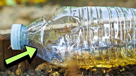 How to Make DIY Recycled Trap to Get Rid of Ant Colony - DIY Joy