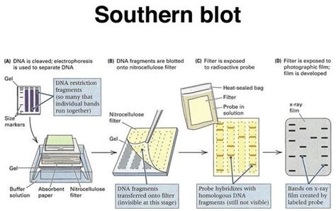 southern blot原理和应用超详细