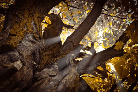 Free Images Tree Nature Forest Rock Branch Light Sun Sunlight