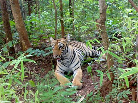 Tadoba National Park (2025) > Andhari Tiger Reserve, Maharashtra