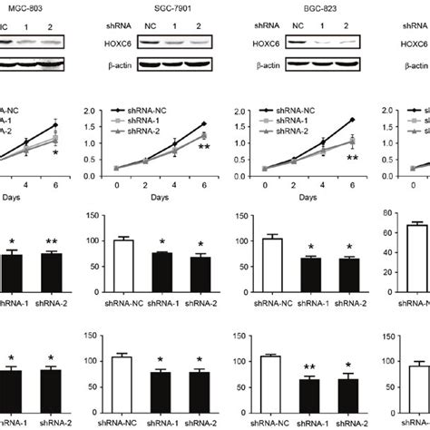 Knockdown Of Hoxc6 Expression Inhibits Gastric Cancer Cellular