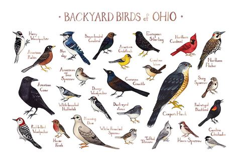 Ohio Backyard Birds Field Guide Art Print / Watercolor | Etsy