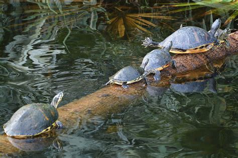 CHICKEN TURTLE Deirochelys Reticularia RF CA Flickr