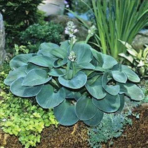 Hosta ‘Blue Mouse Ears’ | Kiefer Nursery: Trees, Shrubs, Perennials