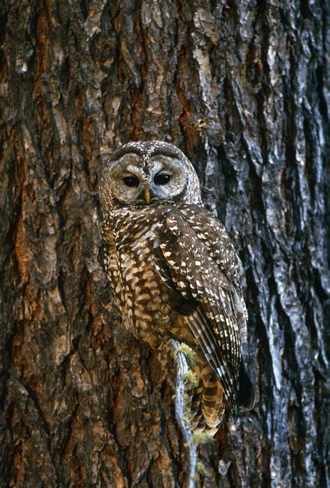 Mexican Spotted Owl Flying