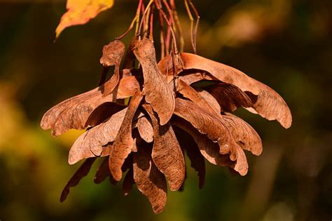 Free photo: maple, seeds, flying seeds, brown, autumn, close, autumn colours | Hippopx