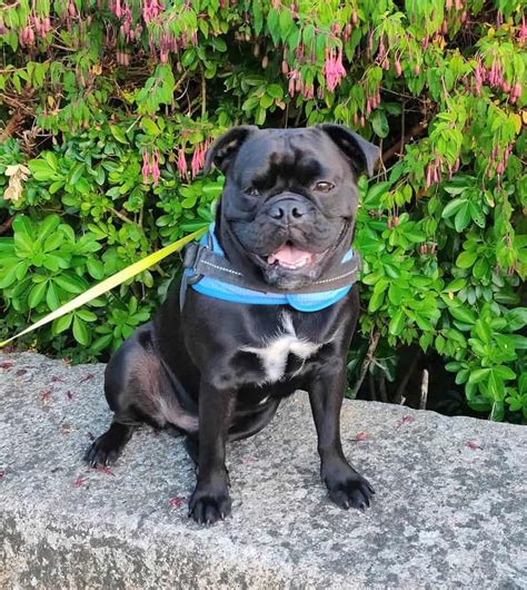Bull Pug English Bulldog Pug Mix Info Pictures Facts Faq And More