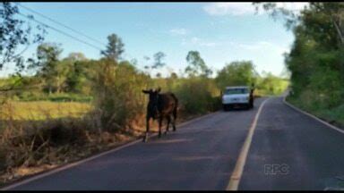 Meio Dia Paran Foz Do Igua U Uma Vaca Na Estrada Que Liga